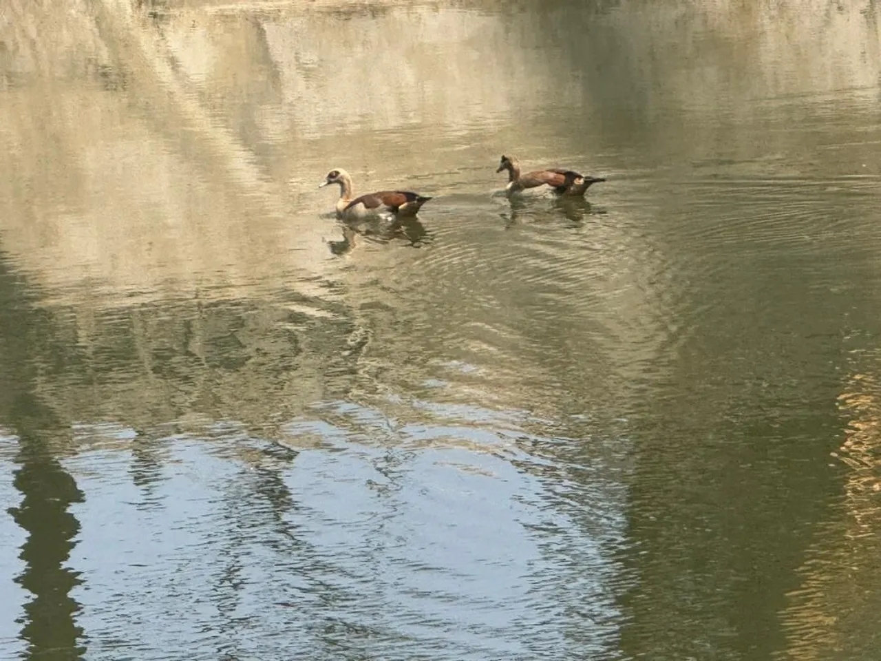 Lush minimalist landscape garden