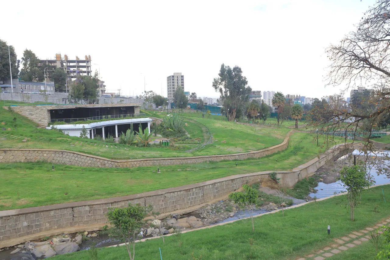 Lush minimalist landscape garden